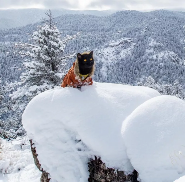 羨慕了！國外網友旅行時撿到一隻流浪貓，貓咪從此開始環遊世界