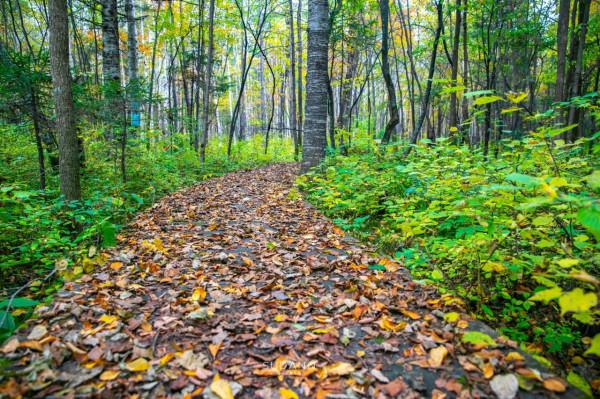 一根野山參800元？綁紅繩、供奉山神，長白山挖參人的千古規矩