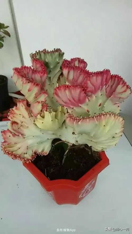 分享&mdash;&mdash;招財麒麟多肉