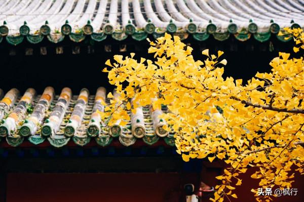 再有半個月，北京將迎來最美的季節，12個銀杏寶藏地，附機位攻略