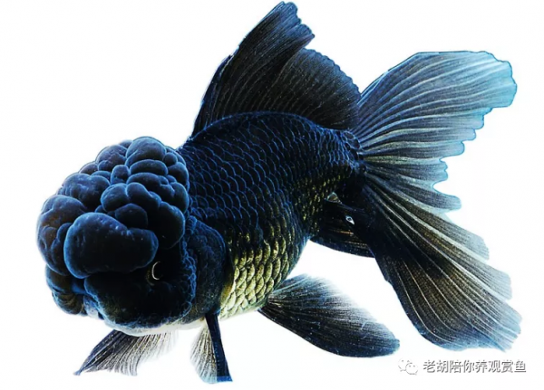 魚缸中TDS與硬度區分