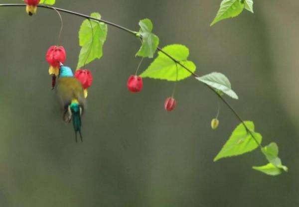 太陽鳥吃燈籠花是真，是假