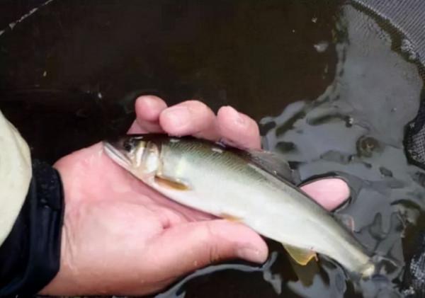 它叫“香魚”，不腥反而有黃瓜香味，出口日本成高檔魚100元1斤