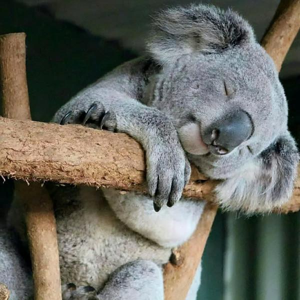 考拉快滅絕了？澳洲野外考拉三年狂少30%，只剩3萬多隻了