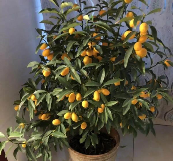 10種旺運花，一個月內要漲價，現在趕緊買