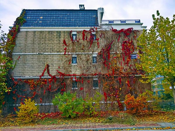 秋 韻 賦----《蝶變回天》北京天通苑靚麗美景拍不完（18）