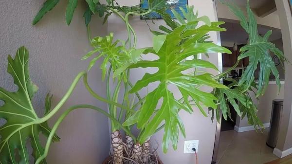 特別受歡迎的9種室內大型綠植,要根據自己的環境選擇品種 特別受歡迎的9種室內大型綠植,要根據自己的環境選擇品種