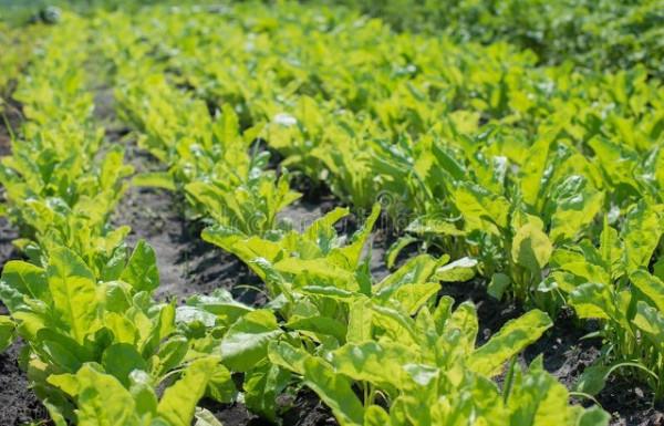 11月下旬可種哪些蔬菜？這3種播種正當時，既耐寒又好種，足夠吃