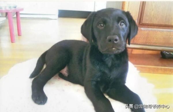 退休導盲犬竟還記得8年前的主人！主人哭了：“我真的太激動了”