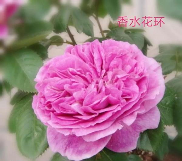 德國科德斯又一系列——花環系列月季 德國科德斯又一系列——花環系列月季