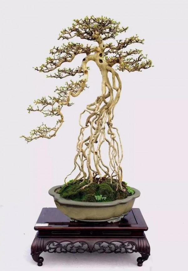 你知道“活化石”樹嗎？一起來了解一下吧