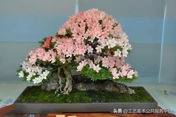 各類常見盆景,所代表的寓意 各類常見盆景,所代表的寓意