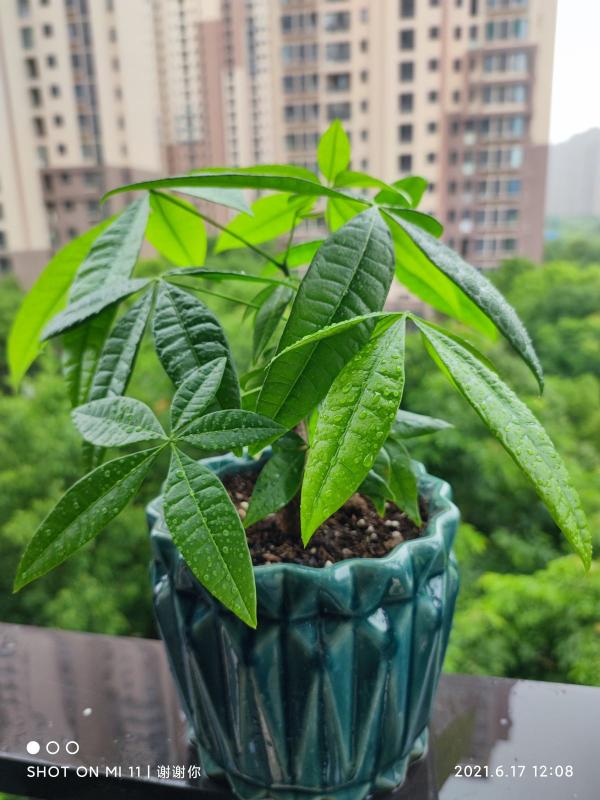 4種植物超怕水，水一多就爛，“放養”才能長得好