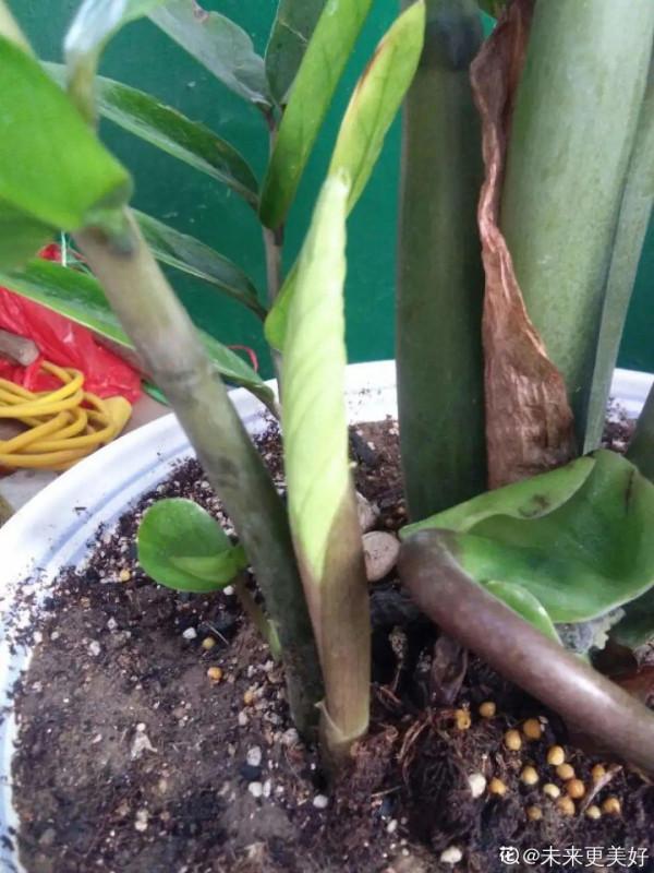 10種花得窮養,盆越小、水越少,越長得旺 10種花得窮養,盆越小、水越少,越長得旺