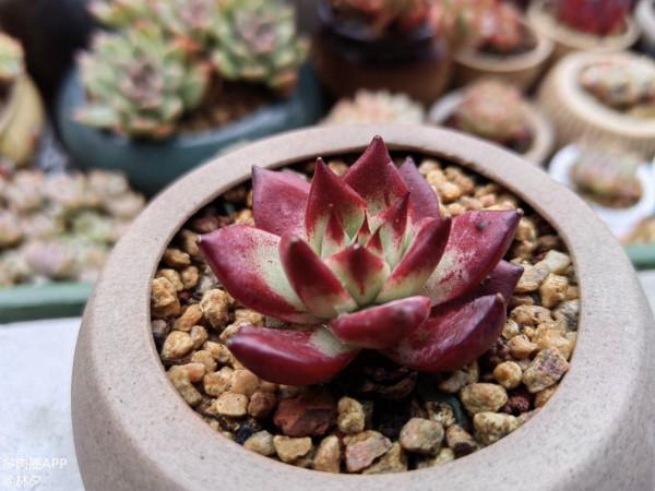 分享自己的配土和澆水經驗！包教包會！你不來瞅瞅？