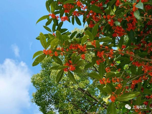 真香!老糧倉成小花園,除了桂花,還有它們…… 真香!老糧倉成小花園,除了桂花,還有它們……