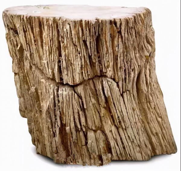 木化石，億萬年前的遺世孤品