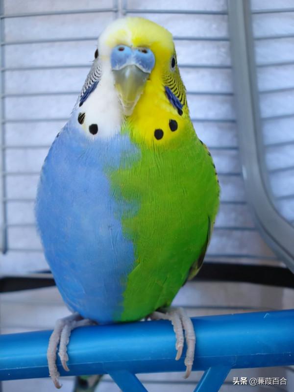 這些神奇的具有奇妙色彩的動物，你見過幾個？