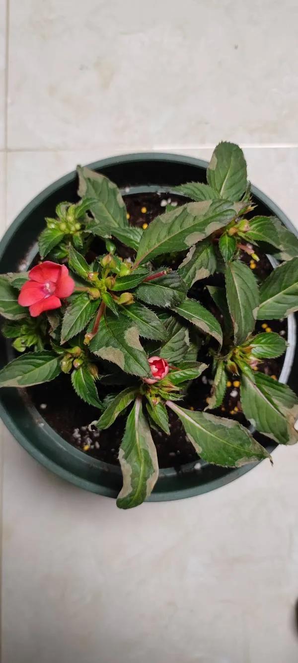 超級鳳仙花葉子捲曲乾枯怎麼辦？