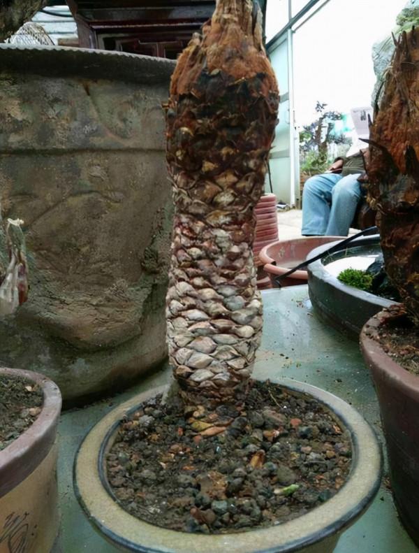 親戚花800元買了盆“日本龍鱗樁”，三年長了1片葉，怕不是受騙了