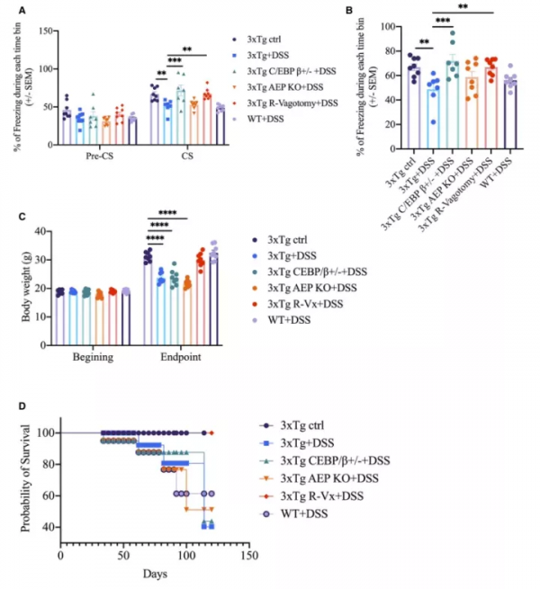 腸道炎症誘導C/EBPβ/δ分泌酶依賴性Aβ和Tau病理的對腦傳播 腸道炎症誘導C/EBPβ/δ分泌酶依賴性Aβ和Tau病理的對腦傳播