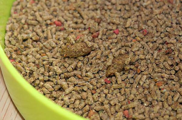 用哪一種餌料打窩，進窩大鯽魚會更多