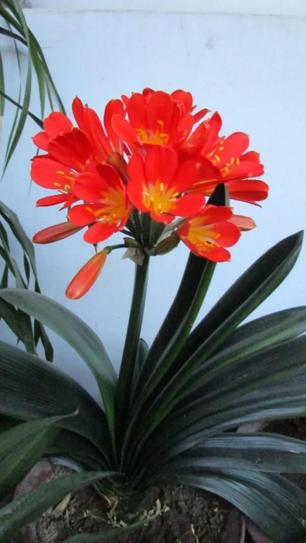 分享圖片：醉美君子蘭