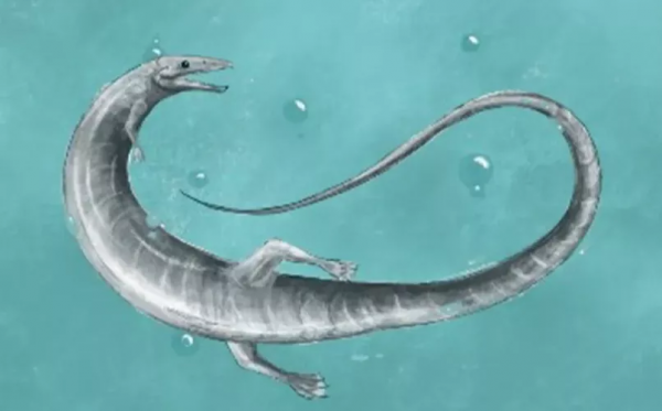 進化越快，滅絕也越快？