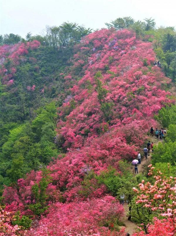 英山天馬寨杜鵑花海