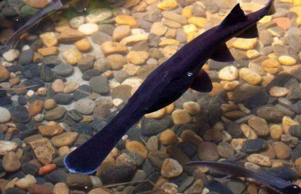 安徽小夥用4萬元，在螃蟹塘養7000條鴨嘴魚，淨賺56萬！憑啥？