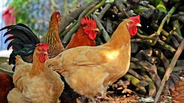 一處阿里山雲海，留下高山族的文化與美景，舌尖美食風味