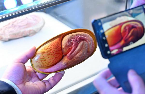 我國發現儲存在恐龍蛋化石中的完美胚胎