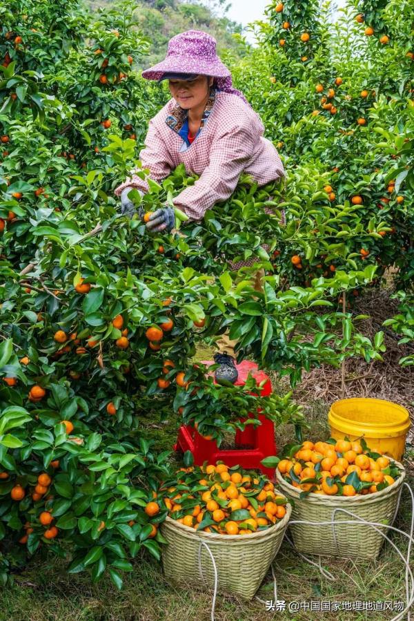 557億斤！5個第一！3個第二！水果大省廣西，到底有多“豪”？