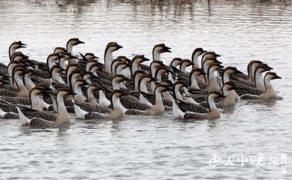 一道亮麗風景：美麗雁鵝翩翩起舞宿鴨湖