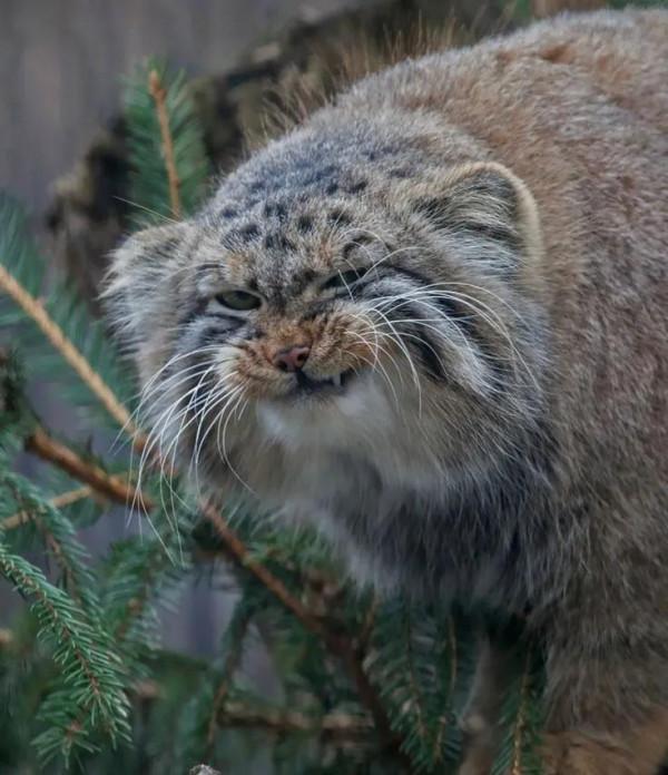 “貓中呂布”兔猻：脾氣火爆的國家二級保護動物