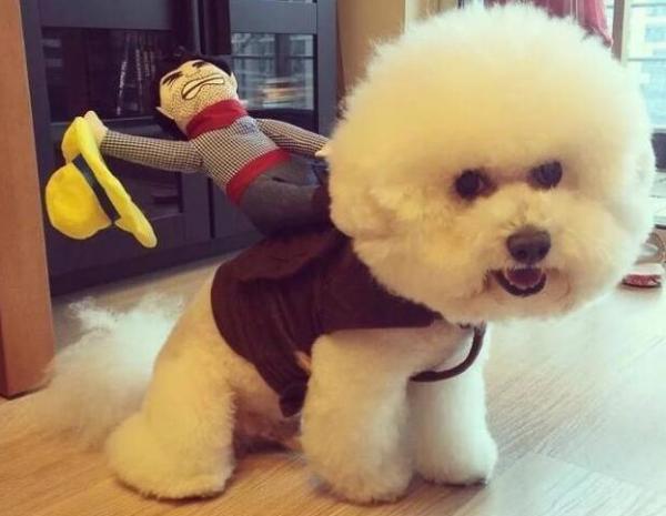 比熊犬舔主人嘴巴，其實有很多原因，不止是愛你