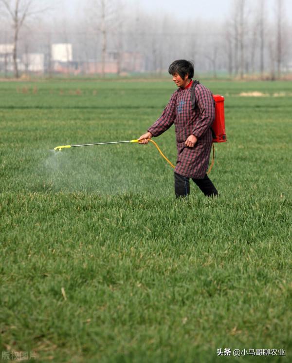 今年冬天小麥情況特殊，冬天能否打小麥田除草劑？需注意6點