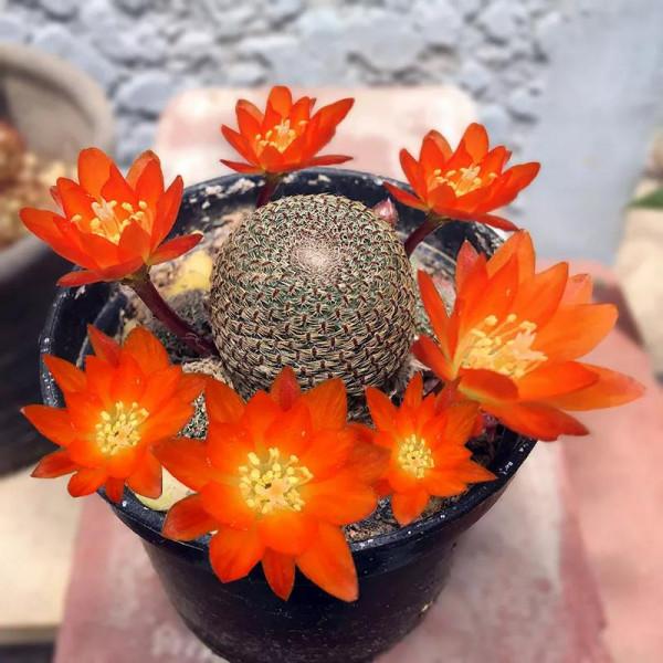 花開富貴，欣賞仙人球子孫球開花