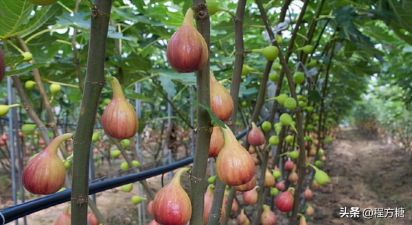 無花果怎麼修剪?來看看這些無花果修剪技術要點 無花果怎麼修剪?來看看這些無花果修剪技術要點