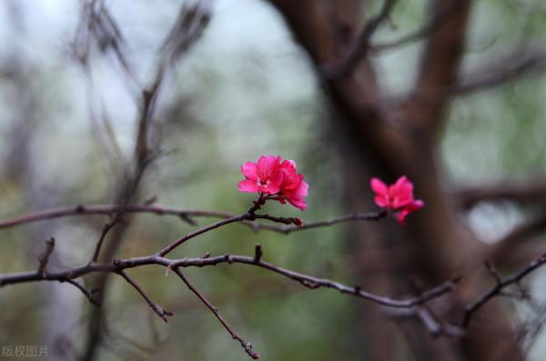 聊齋故事:神仙樹 聊齋故事:神仙樹