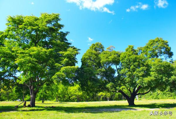 組合飛花令:顏色+植物(二)“樹”+顏色,趕緊收藏 組合飛花令:顏色+植物(二)“樹”+顏色,趕緊收藏