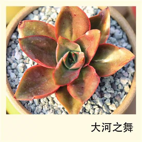 多肉植物圖鑑——大河之舞