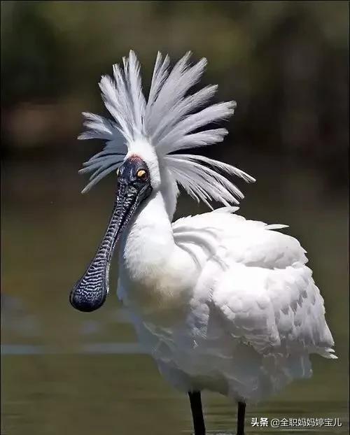 分享——稀奇古怪的鳥