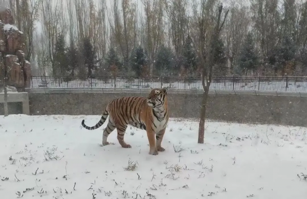 活動預告 &vert; 2022年神州荒漠野生動物園&OpenCurlyDoubleQuote;迎虎年、展虎威&rdquo;