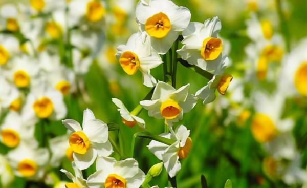 一週後，4個星座，點子多，想法多，計謀多，職場無往不勝