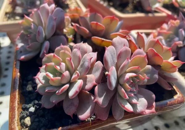 一年一度曬秋時,一年一度曬肉時 一年一度曬秋時,一年一度曬肉時