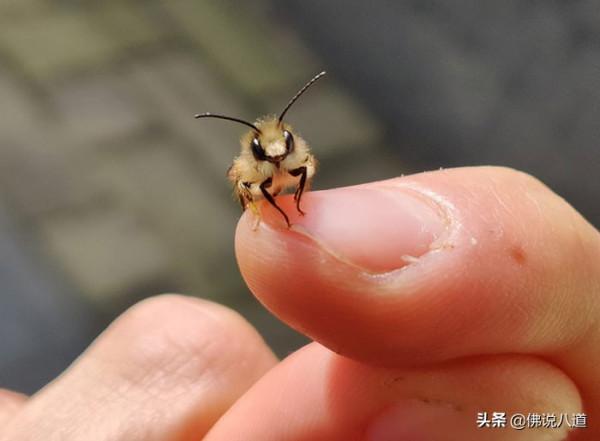 又想騙我養只萌寵：被惹毛的鱷魚，好凶