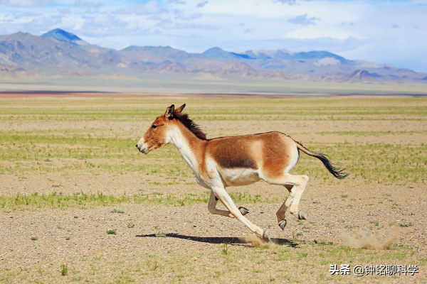 馬蹄鐵釘在馬掌上,馬會疼嗎? 馬蹄鐵釘在馬掌上,馬會疼嗎?