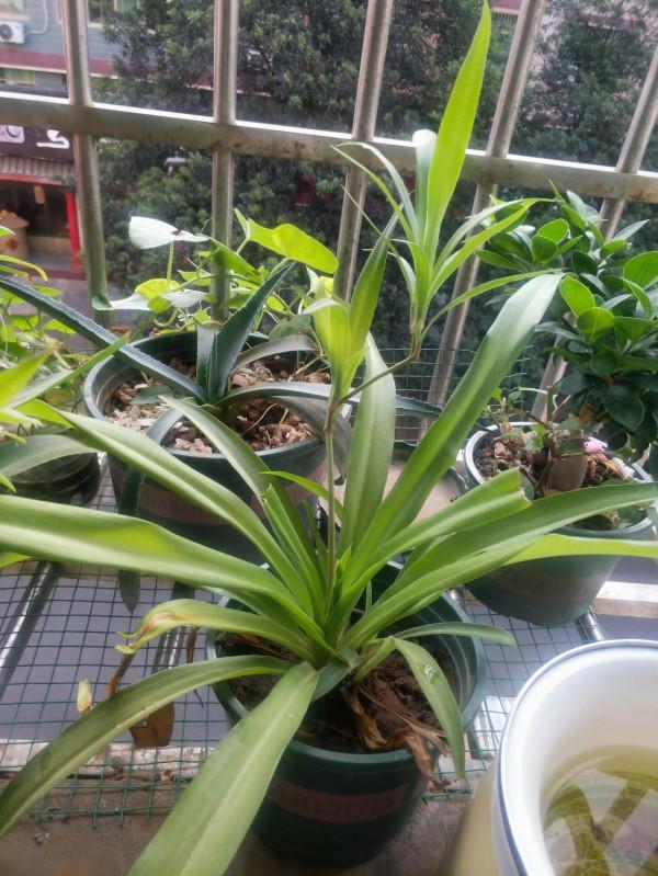 早起的鳥兒有蟲吃，早起才知道花兒有多香，有多美