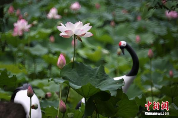 入夏荷花生 賞荷正當時 入夏荷花生 賞荷正當時